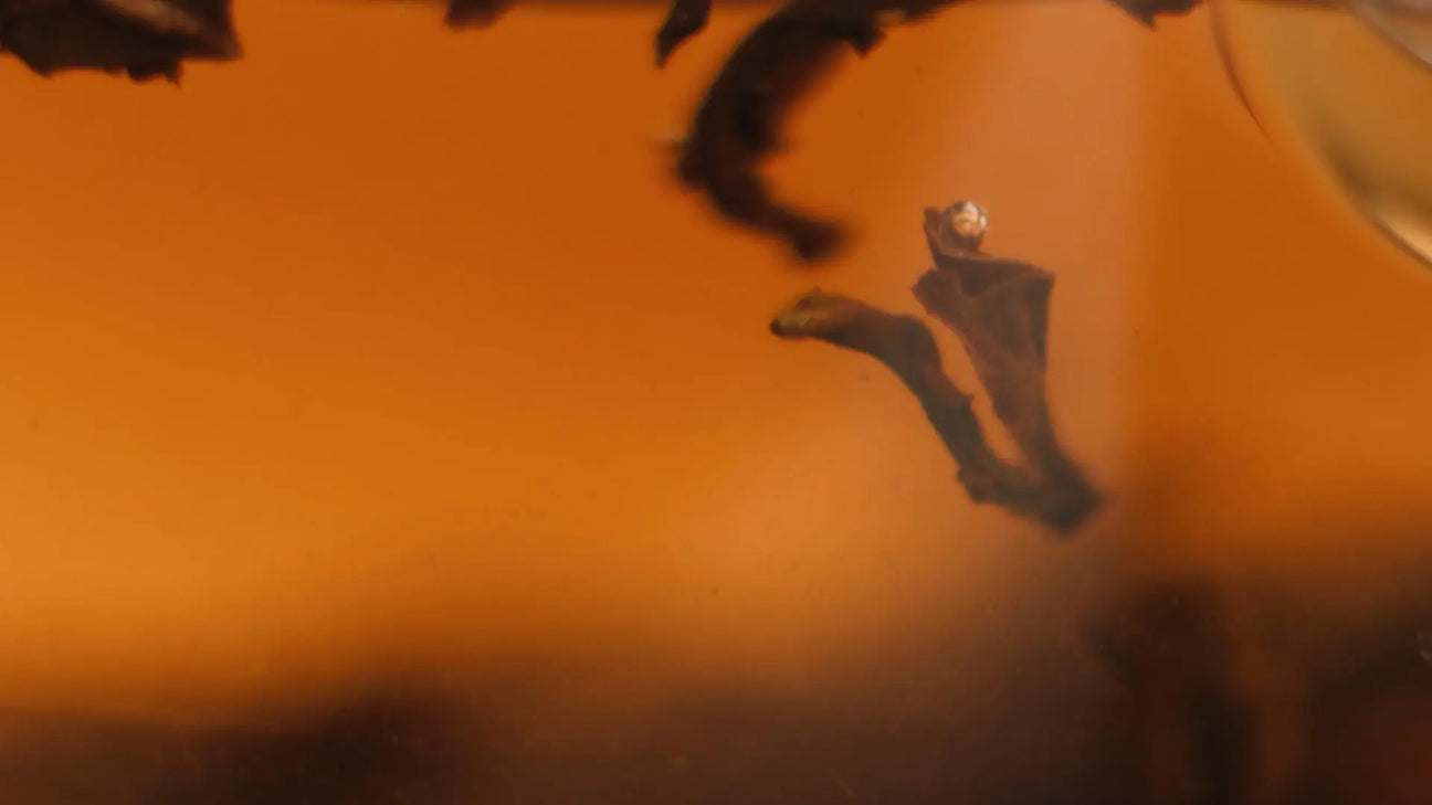 Tee für den Herbst: Wärme, Ruhe & Immunsystem - Noema