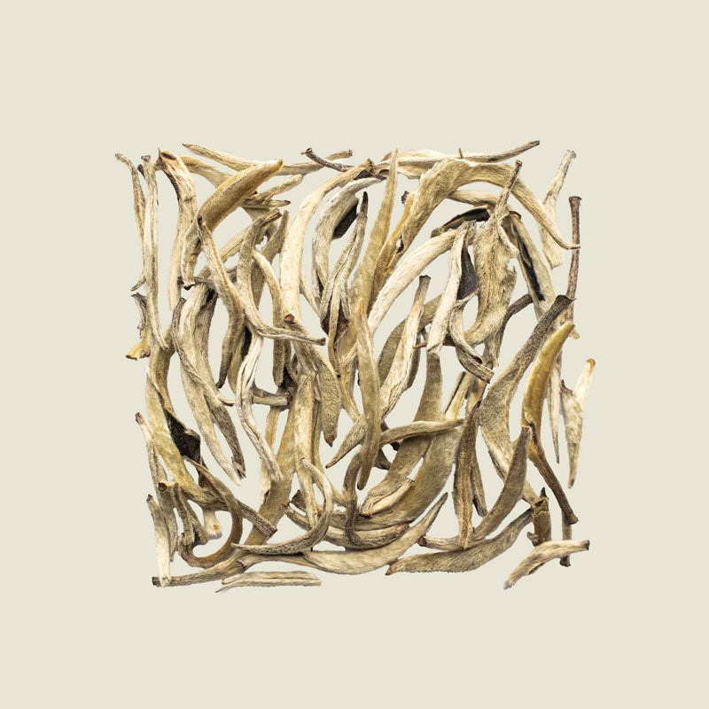 Dicht behaarte Downey Silver Needle-Blätter lose in Nahaufnahme von oben – exklusiver Weißer Tee von Noema.