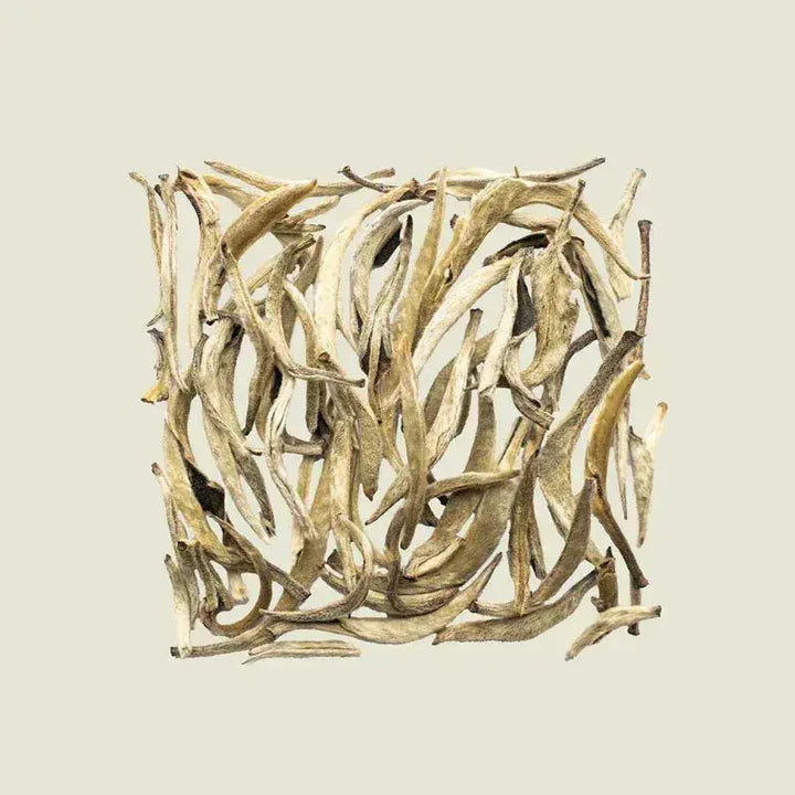 Downey Silver Needle - Noema - Loser Blatttee von oben fotografiert