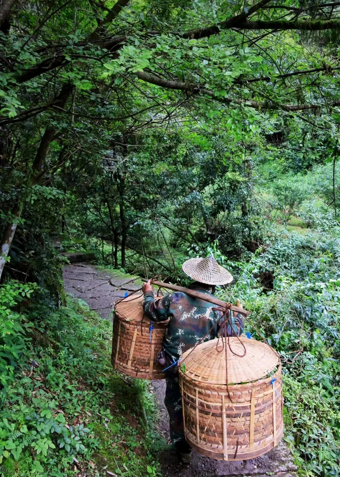 noema_benifuuki_transport - Noema