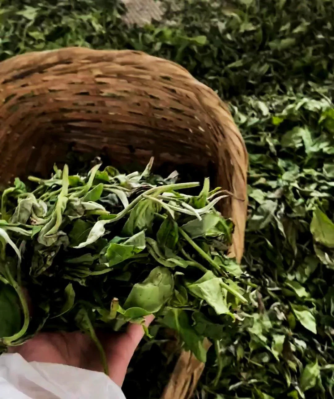 noema_gruentee_welking_in_hand - Noema