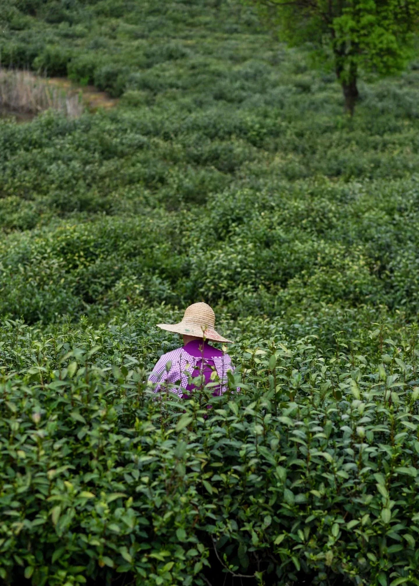 yournoema_teeernte_gartenarbeiter_in_plantage - Noema